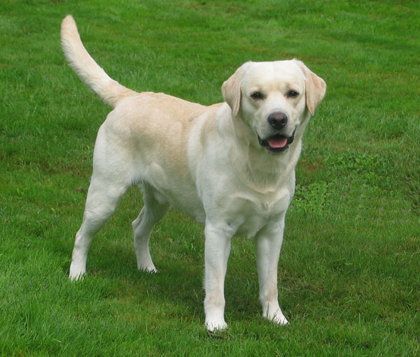 pup